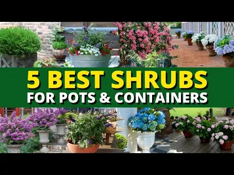 Top 5 Best Shrubs for Pots and Containers 🪴 | Garden Trends 🍃