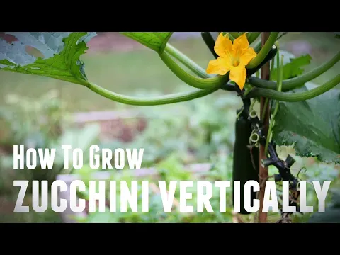 How To Grow Zucchini Vertically - Save Space & Increase Yields in 5 Simple Steps