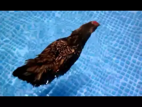 Roxy the swimming chicken
