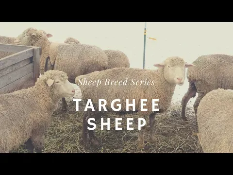 Targhee Sheep - Sheep Breed Series
