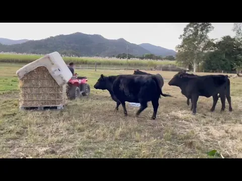 Building a Round Bale Hay Feeder for the Cows for $50 - They Love It!