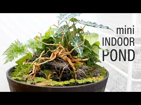 INCREDIBLE Mini Indoor DIY Pond (Patio Pond)