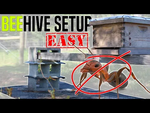 Build this SIMPLE Beehive Stand • NO MORE ANTS!