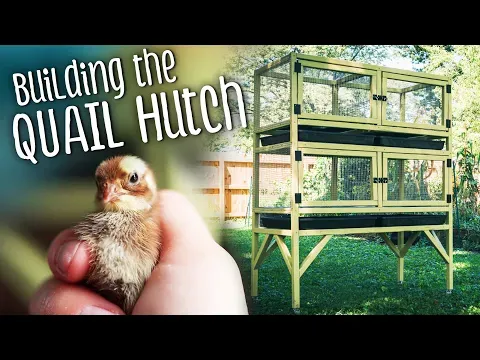 Building our DIY QUAIL Hutch + so many chicks!