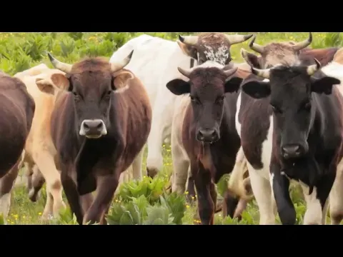 This Is How Fast a Cow Can Run [Compared to Race Horses, Buffalo, and People!]