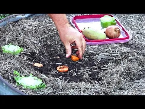 What Happens When You REGROW Vegetables From Kitchen SCRAPS in the Garden?
