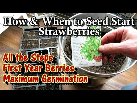 How & When to Start Strawberry Seeds Indoors for Maximum Germination & First Year Berry Production