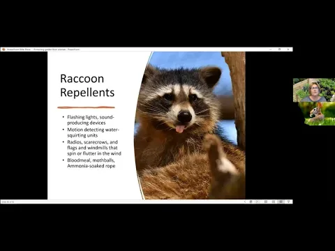 Grow & Give: Protect Your Garden From Animals - Raccoons