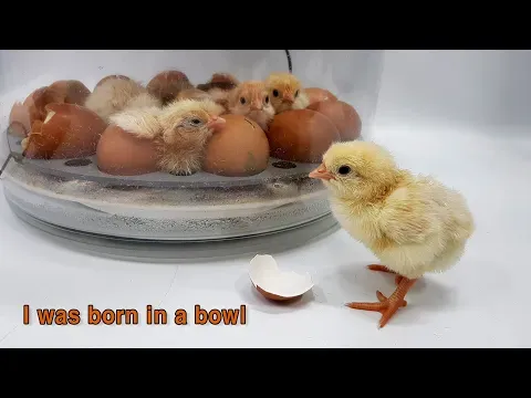 I was born in a bowl - Automatic chicken incubator
