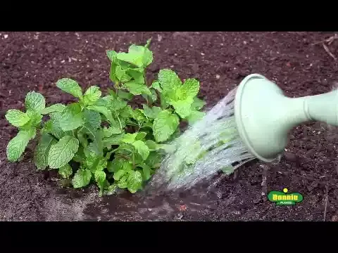 How To Plant Mint