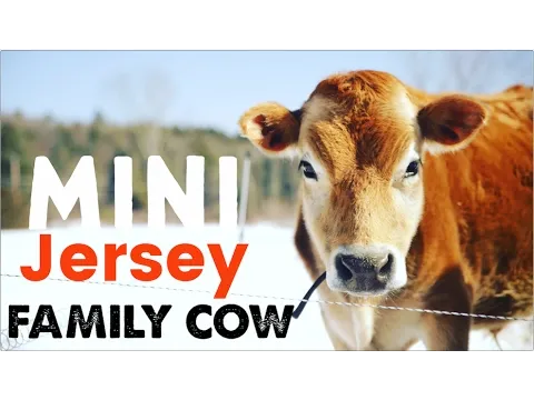 Mini Jersey Cow - The Perfect Miniature Family Cow