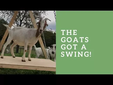 The Goats Got a Swing!