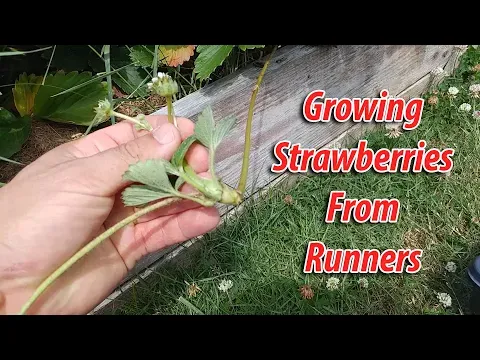 How To Grow Strawberries From Runners - Tips and Tricks (2019)