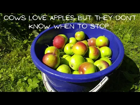Can Cows Eat Apples? What About Half-Fermented Apples?