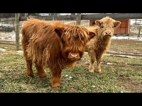 Mini Scottish Highland Cows!!