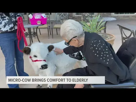 Meet Dolly Star! A micro mini cow bringing joy to Arizona’s elders