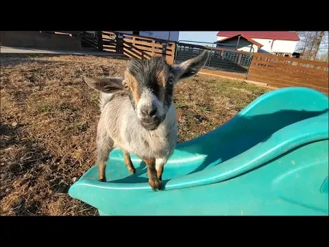 Nigerian Dwarf baby goats playing on a slide!