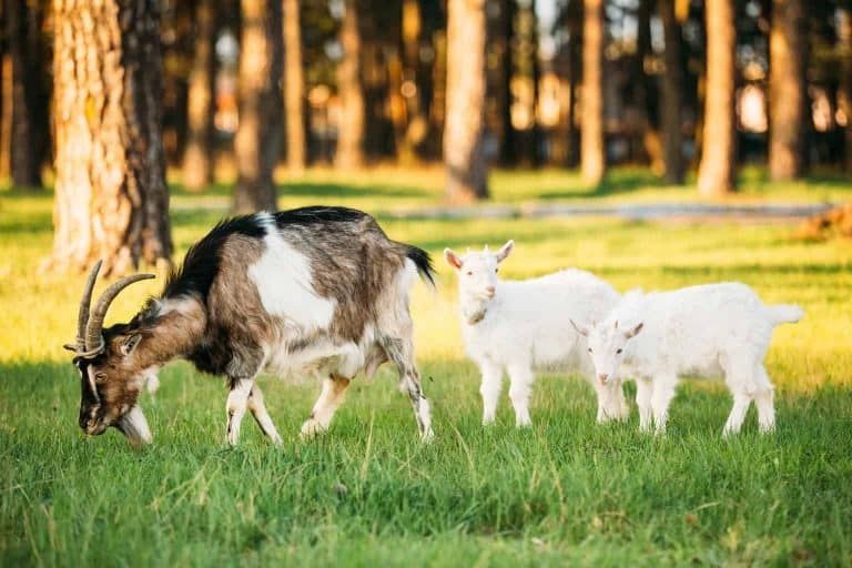 Complete Guide to the Best Animals for Small Farms and Homesteads