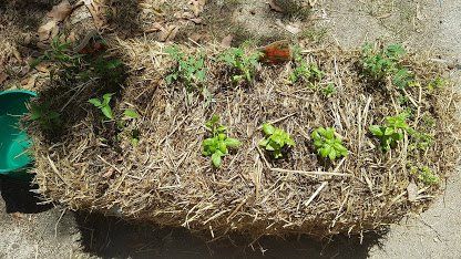 conditiong-straw-bale-gardening-day16
