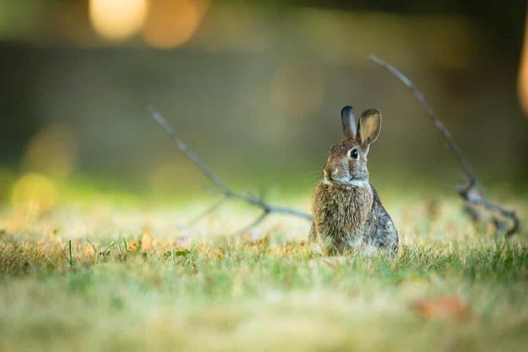 How To Keep Rabbits Out of the Garden – 5 Humane Solutions That Work