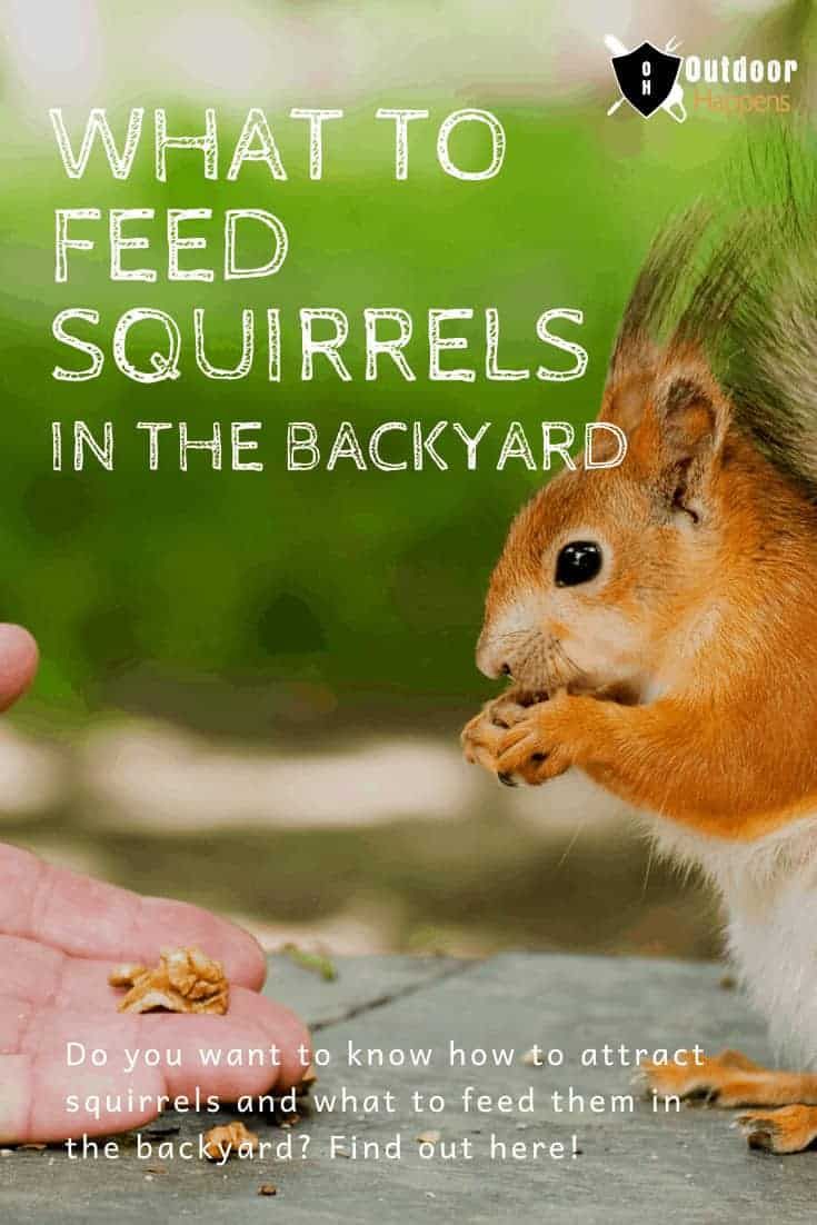 what-to-feed-squirrels-backyard-how-to-attract