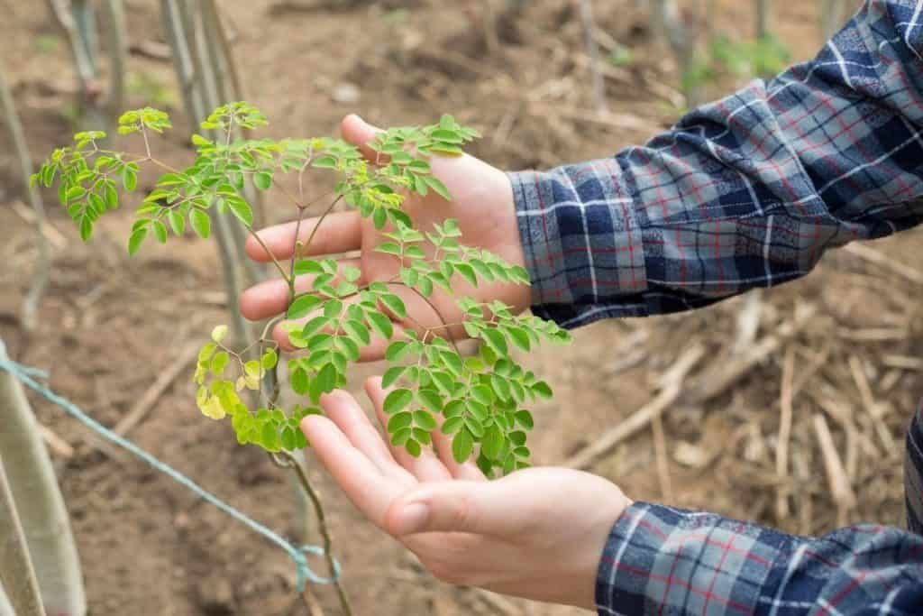 moringa-tree-miracle-how-to-grow