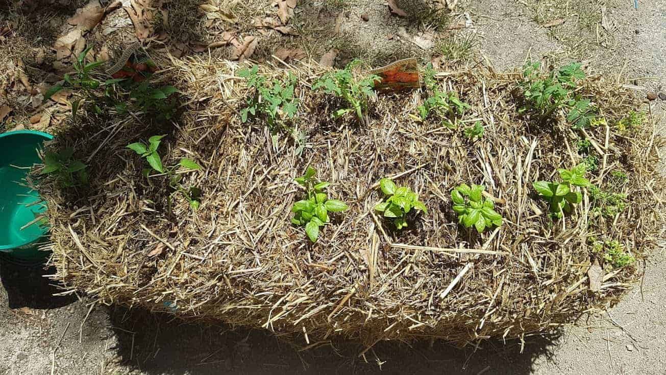 straw-bale-gardening-how-to-condition