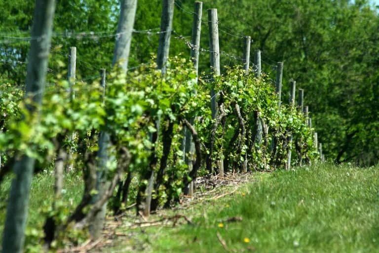 15 Sturdy Grape Vine Trellis Ideas for Your Backyard Arbor