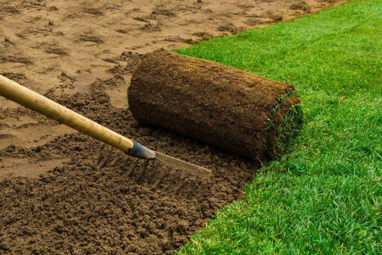 Hydroseeding vs sod vs seed – What’s the Best Lawn for You?