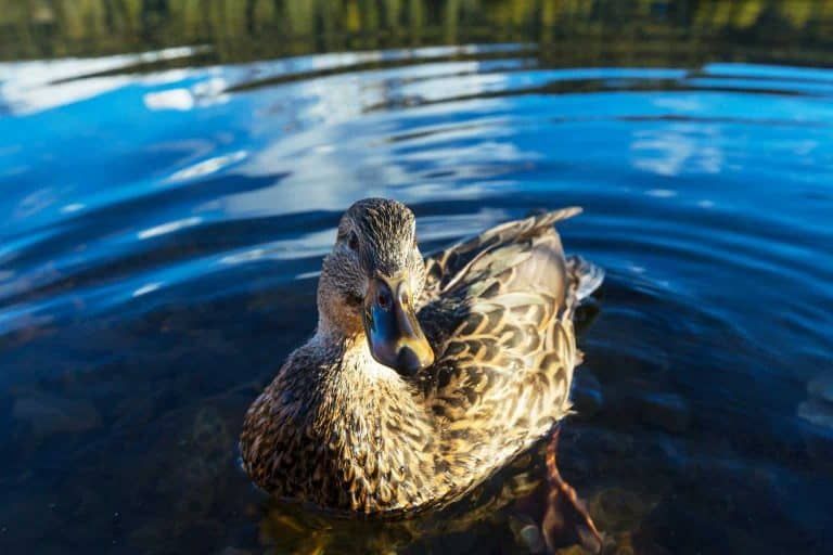 Raising Ducks – Pros and Cons of Backyard Ducks