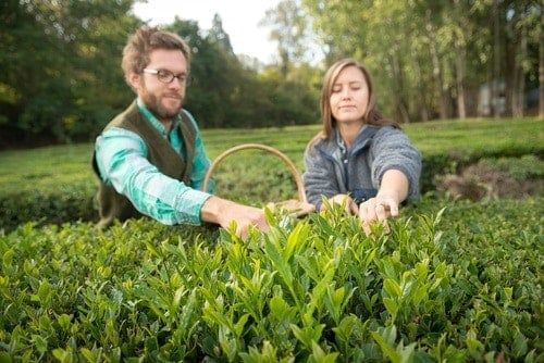 harvesting-tea-plants-camellia-sinensis