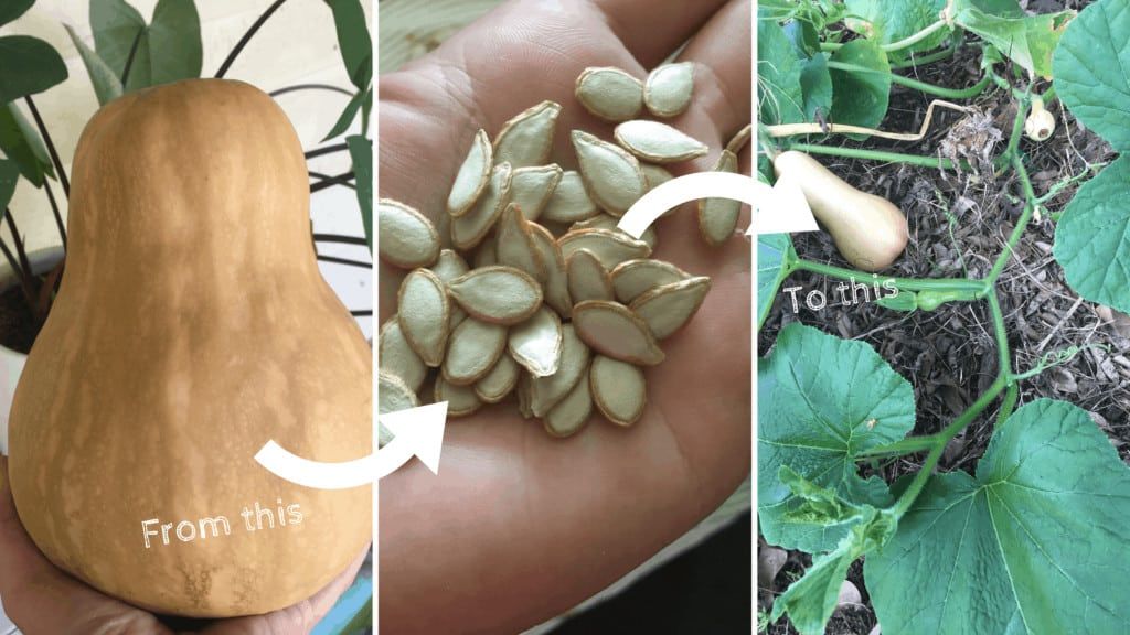 how-to-save-pumpkin-seeds-for-planting-next-year