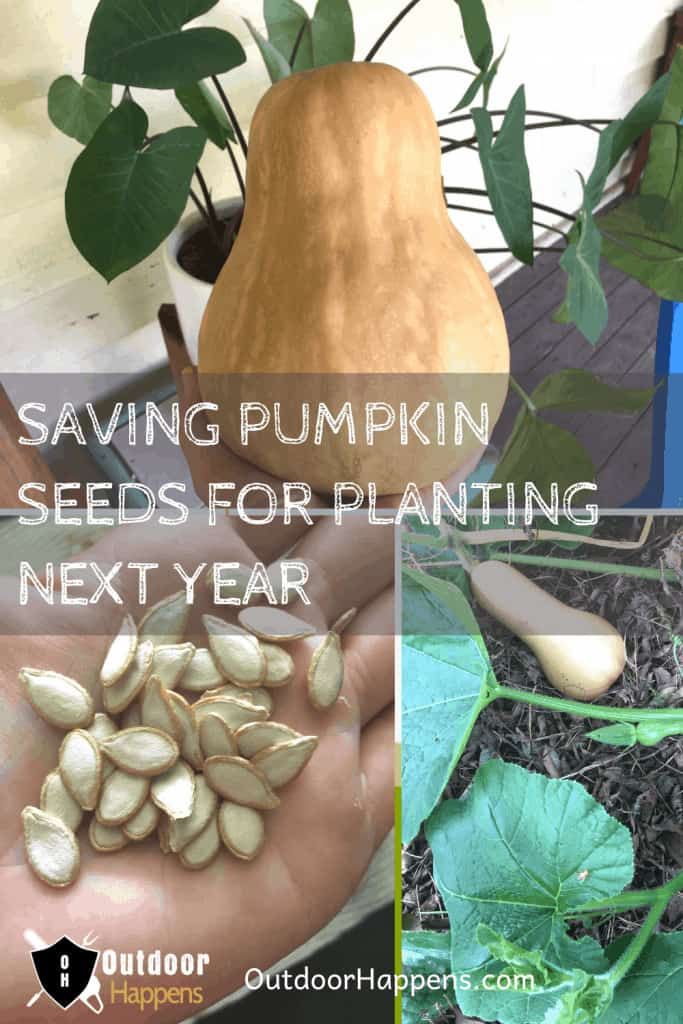 how-to-save-pumpkin-seeds-for-planting-next-year-pin