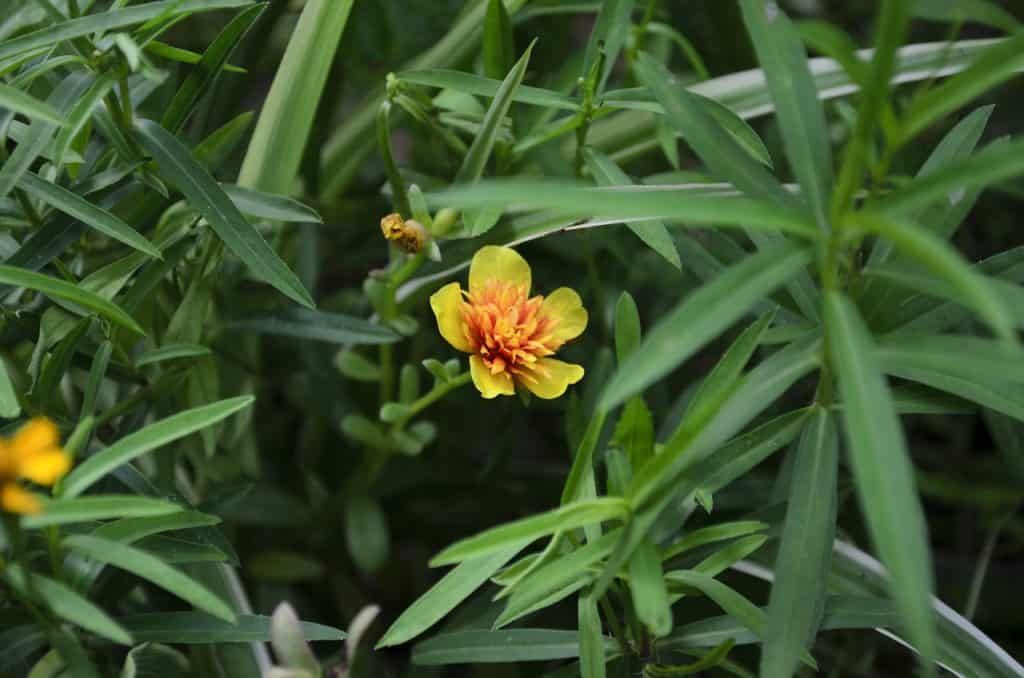yellow-flowering-herbs-tarragon