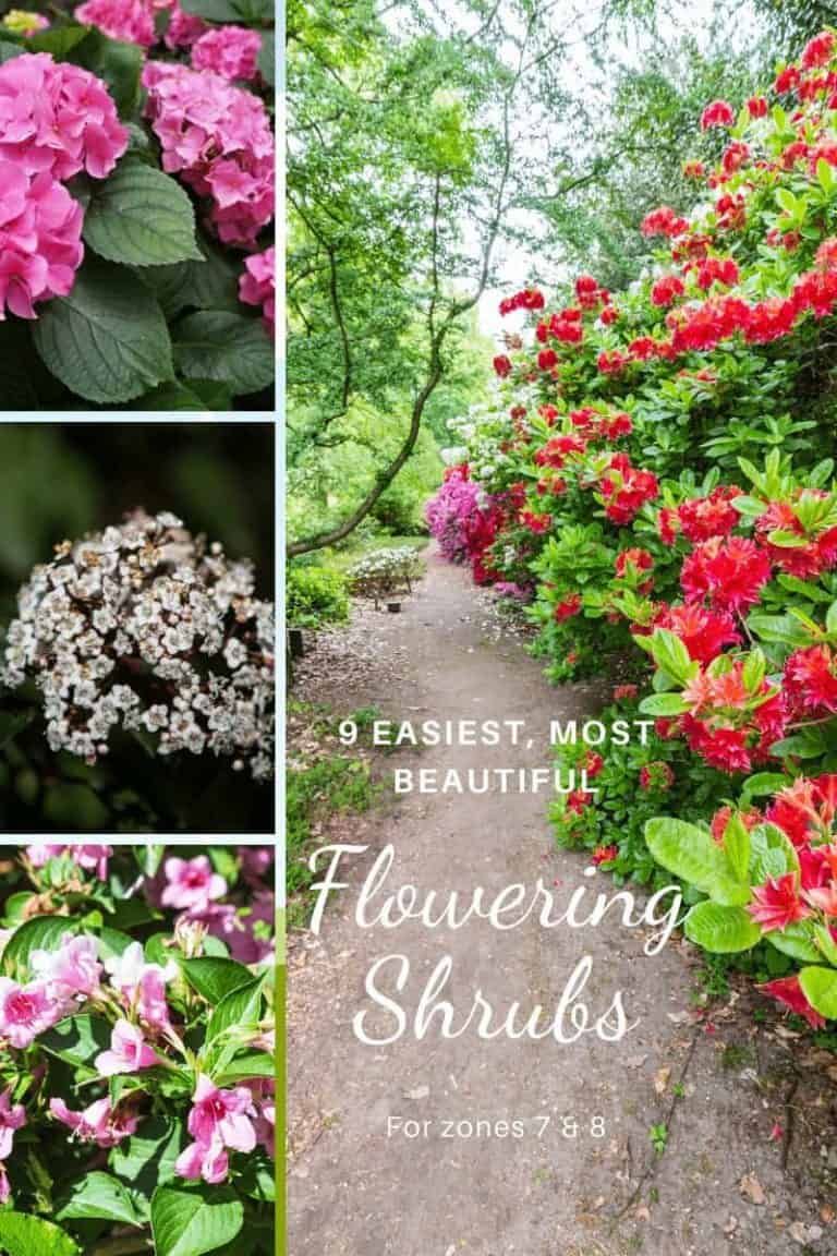 11 Easiest and Most Beautiful Flowering Shrubs for Zones 7 and 8