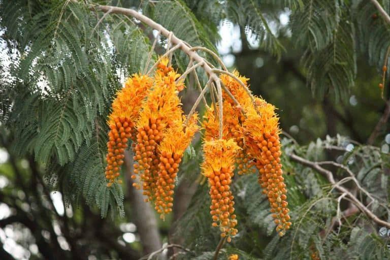 Colville’s Glory Tree (Colvillea racemosa) – Growing Guide