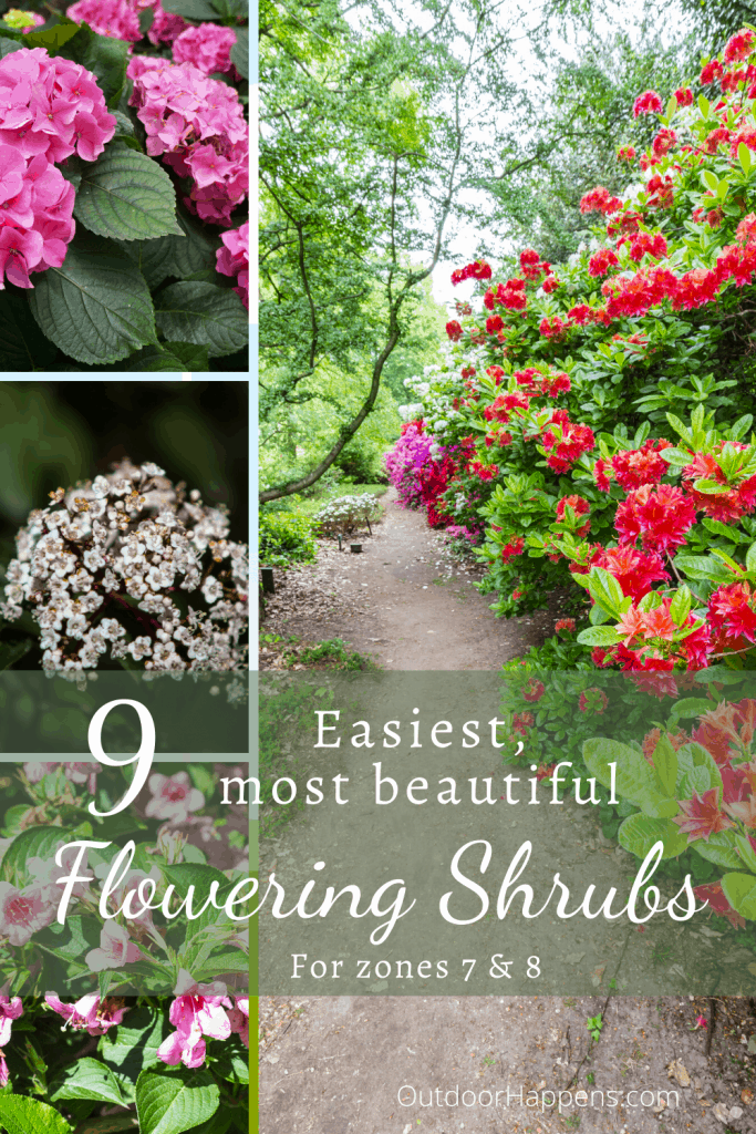 easiest-most-beautiful-flowering-shrubs-zone-7-8