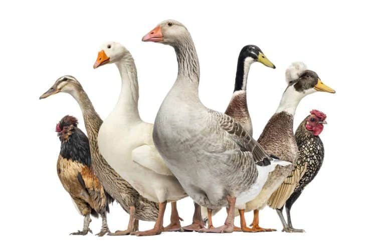 Chickens vs Ducks – Raising Chickens or Ducks on the Homestead?