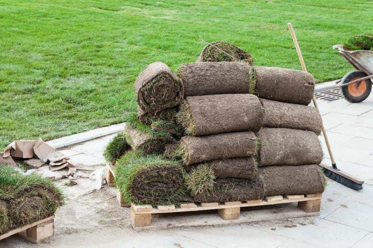 What Is Sod and How to Use It for an Instant Lawn [2023 Guide]