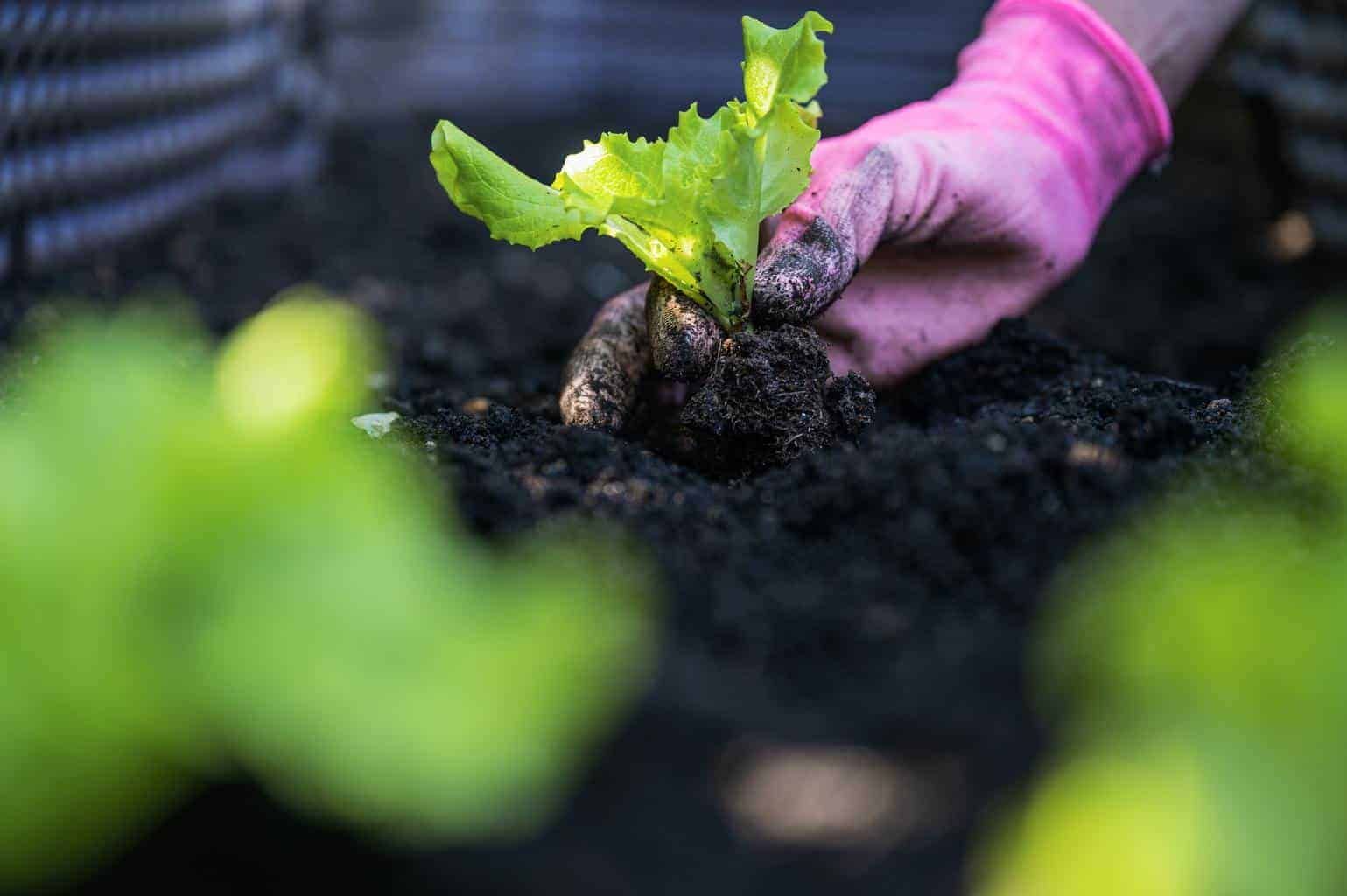planting-lettuce