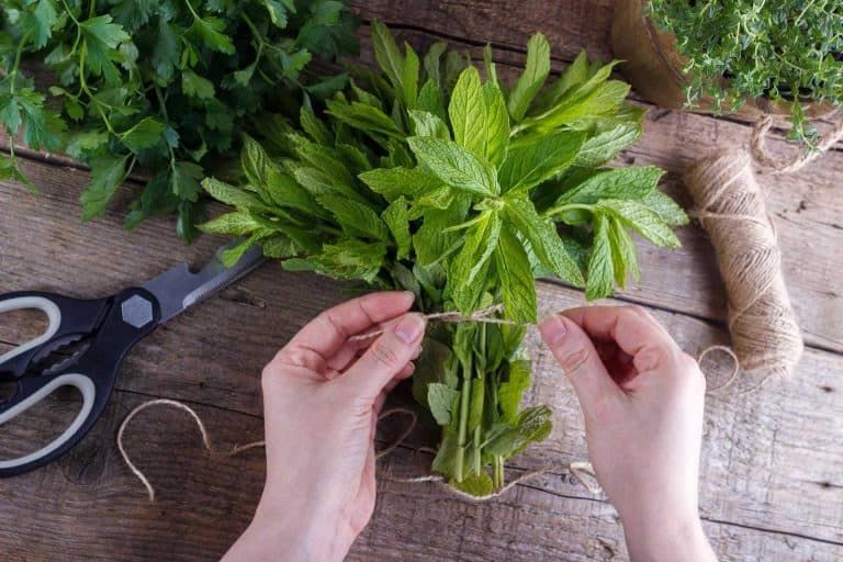 How to Grow, Harvest, and Prune Mint: The Complete Guide