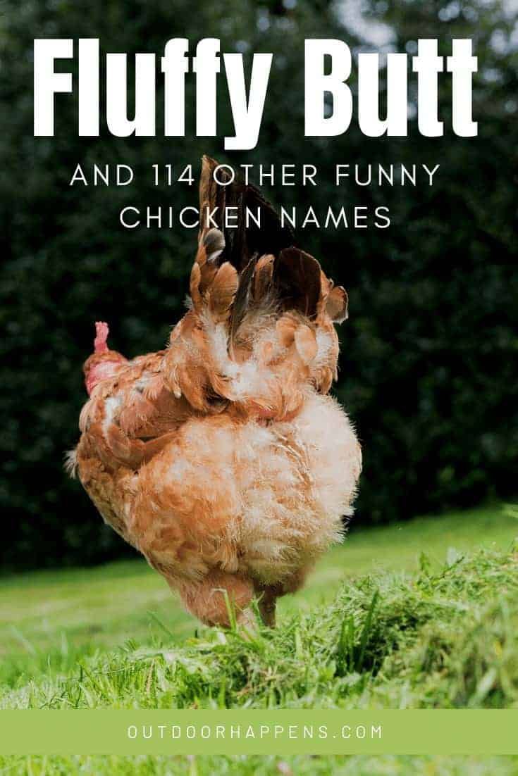 funny-chicken-names