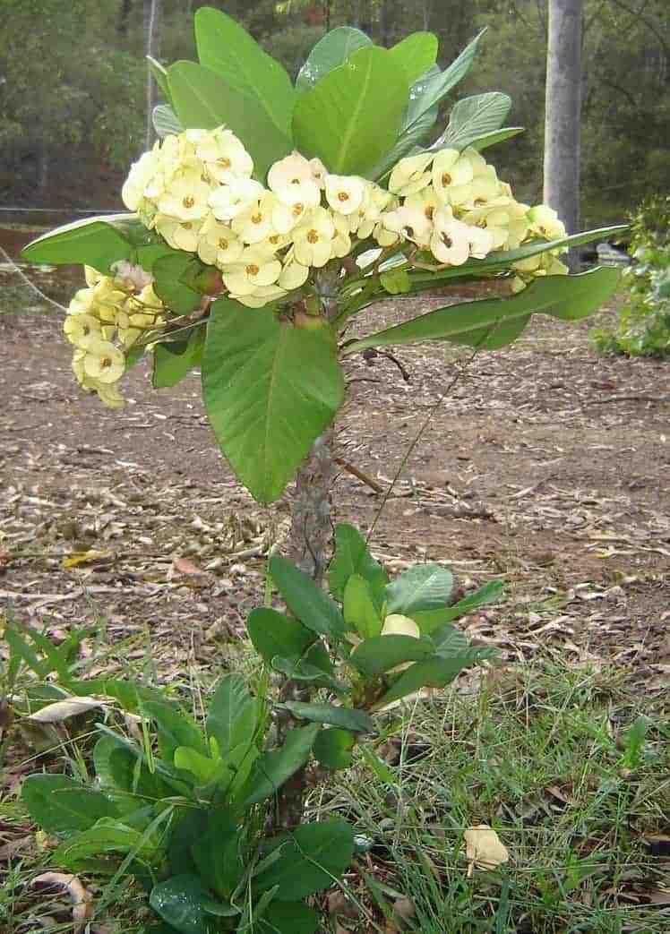 Euphorbia-white-flowering-succulent