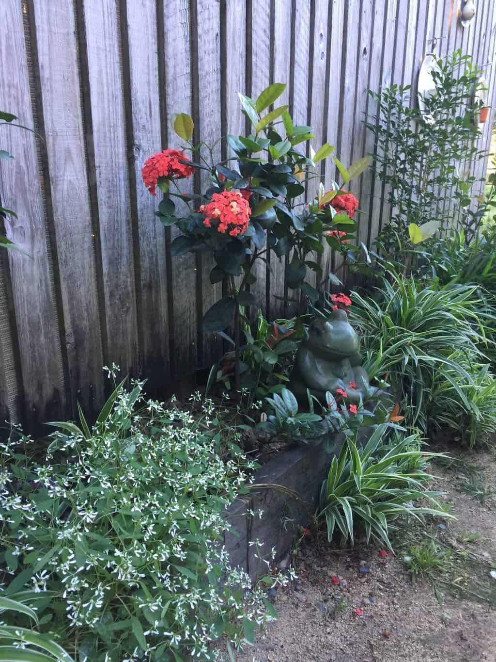 Euphorbia-versatility-flowering-succulents