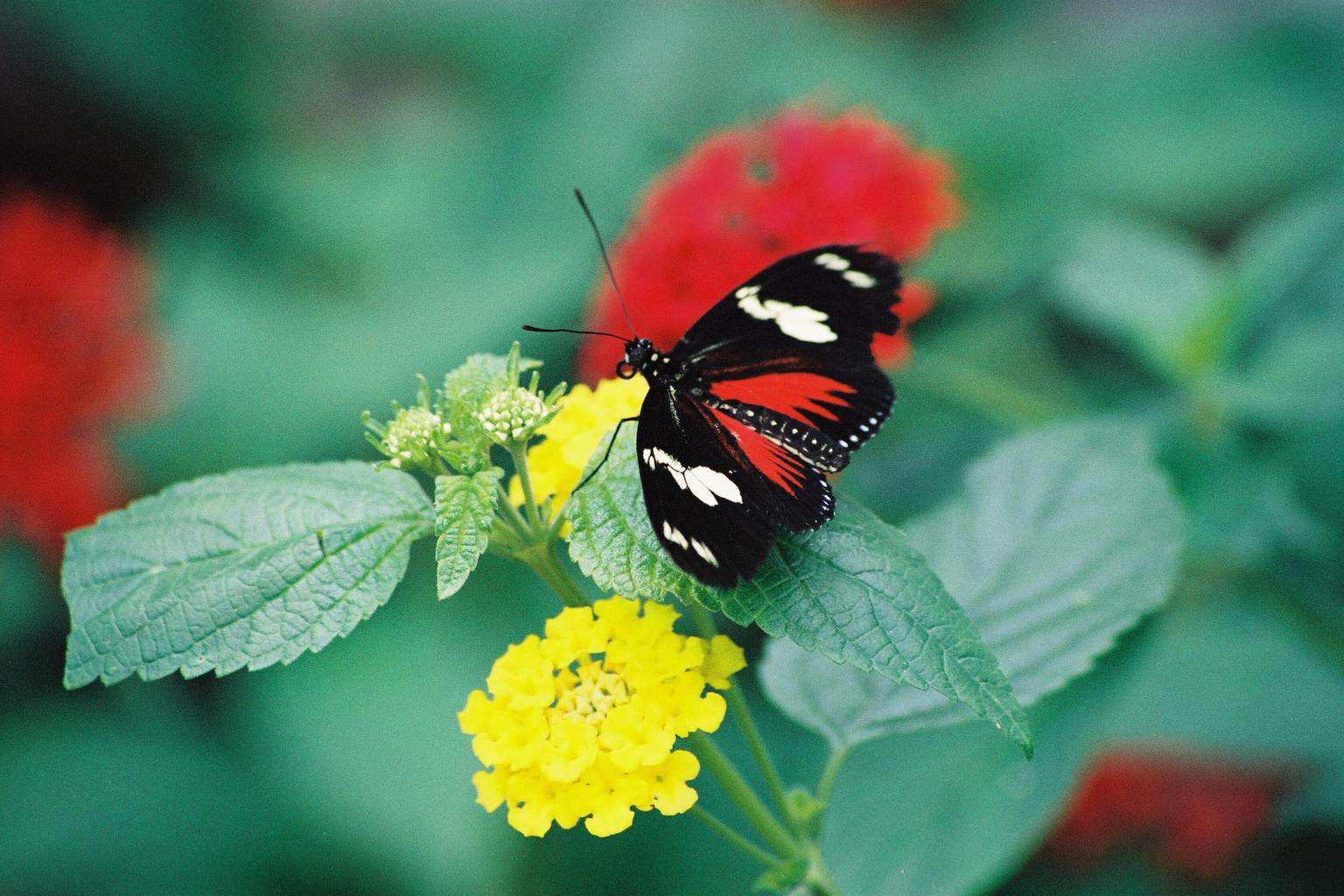 why-attract-butterflies-garden