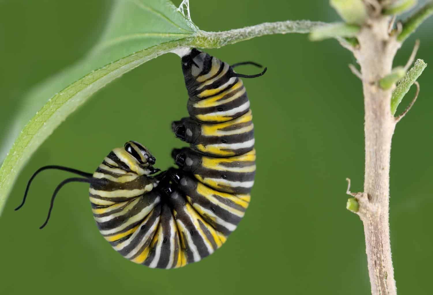 Monarch-Caterpillar