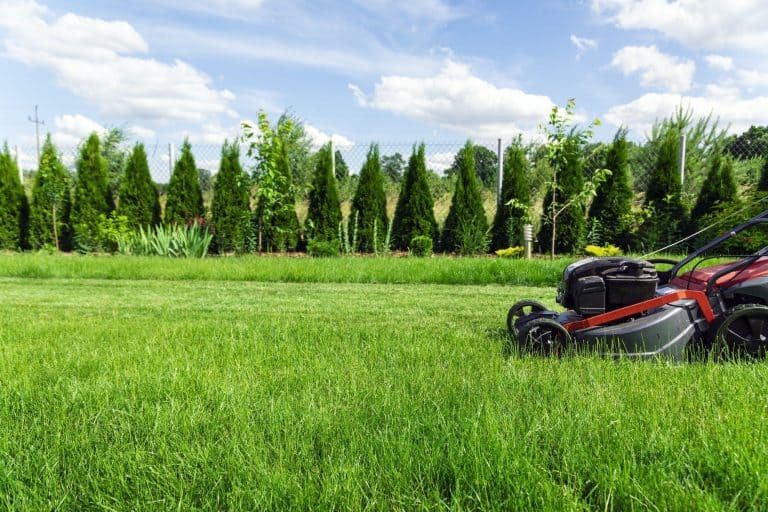 Best Grass Seed for Clay Soil