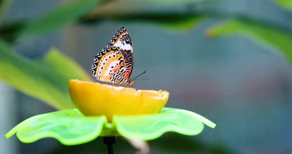 How-attract-butterflies-garden