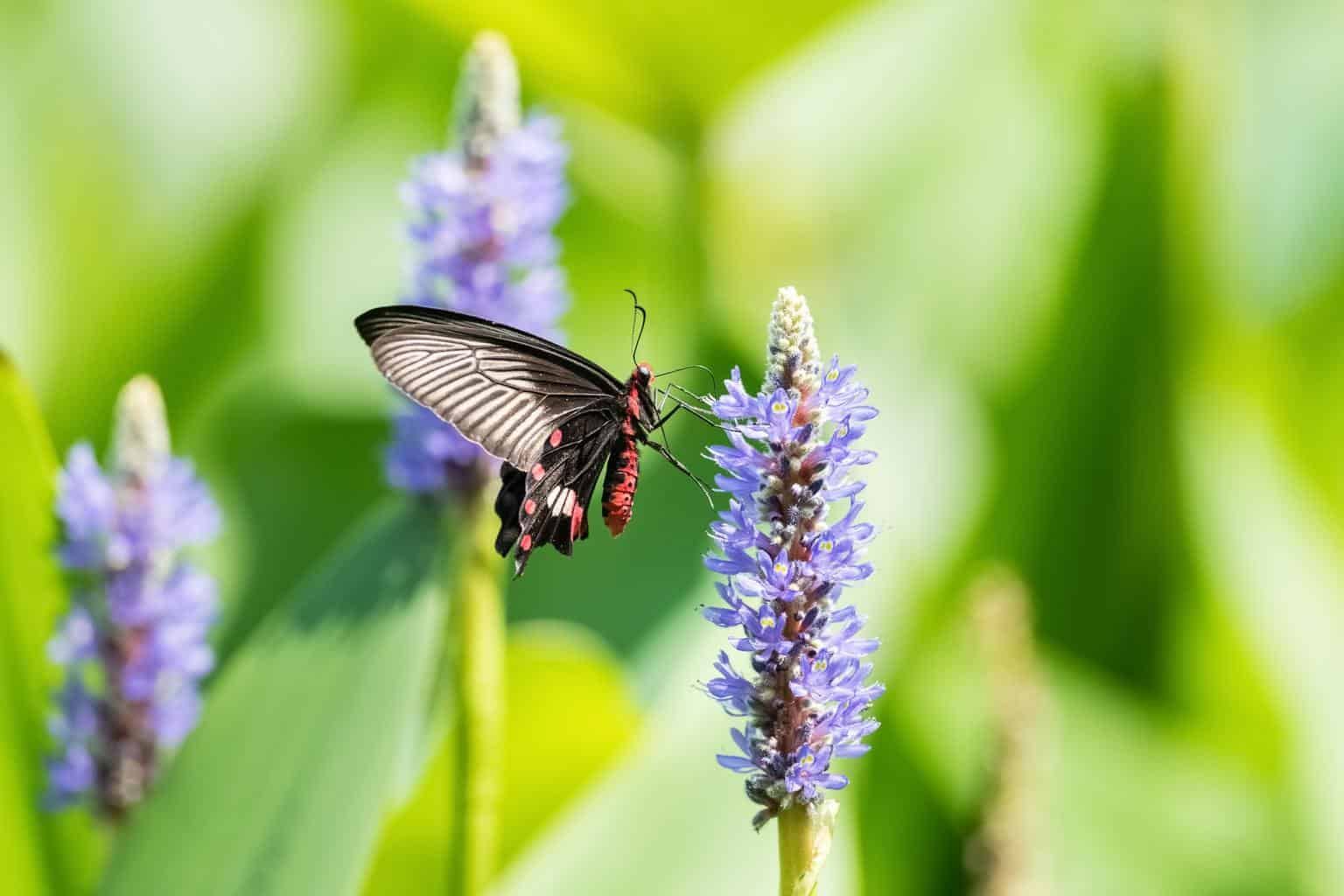swallowtail-butterfly-pickerelweed-flower