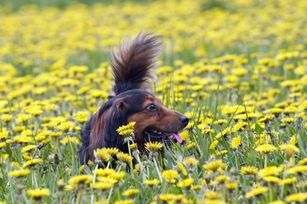 dachshund-earthdog-digging
